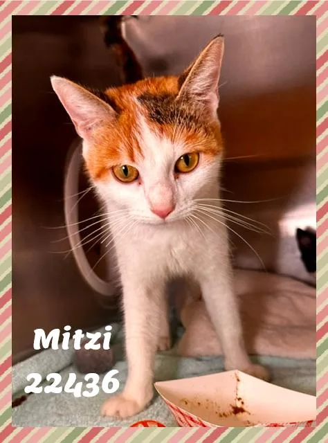 MITZI see also FIGARO thumbnail 3