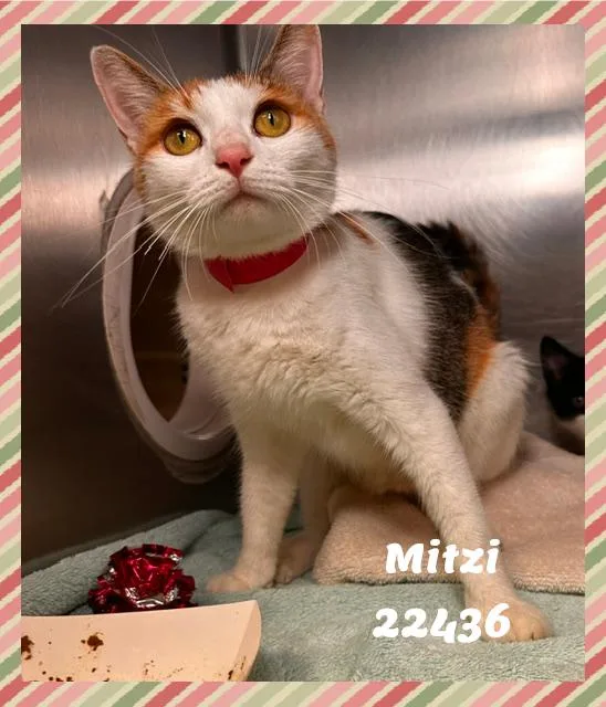 MITZI see also FIGARO thumbnail 4