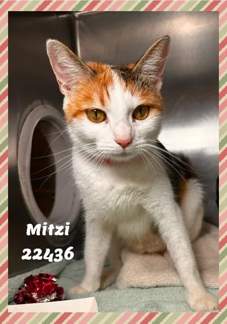 MITZI see also FIGARO thumbnail 5