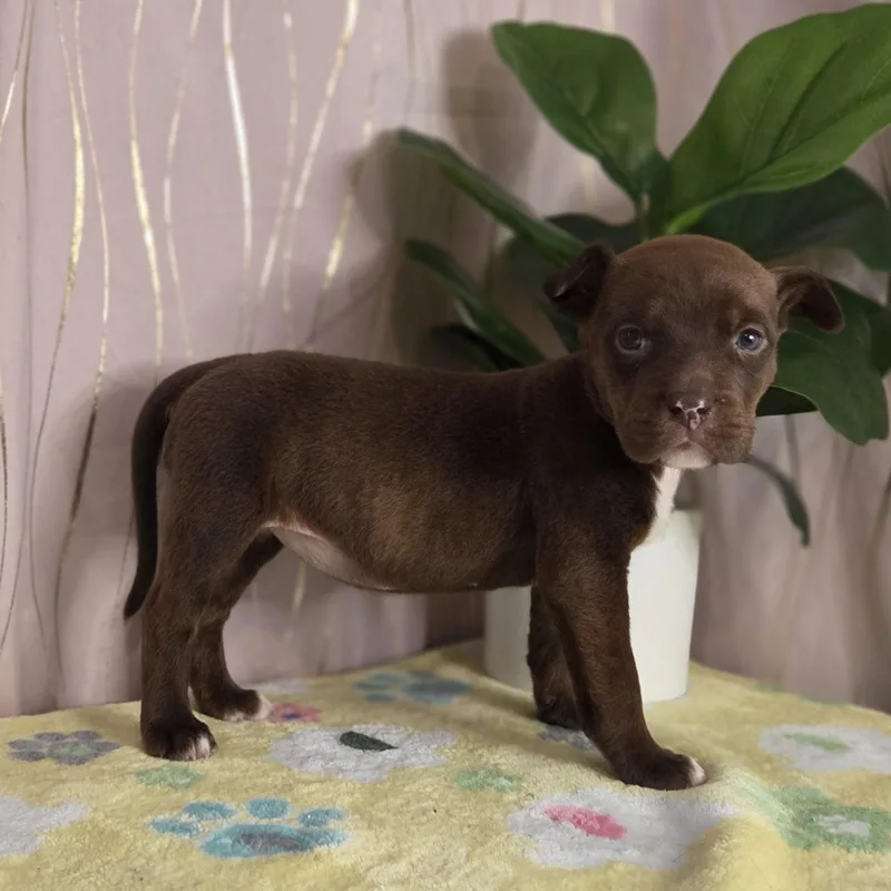 Ghirardeli thumbnail 2