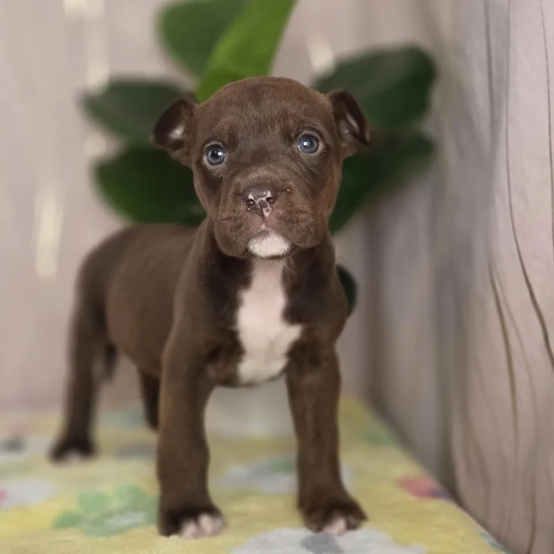 Ghirardeli thumbnail 3