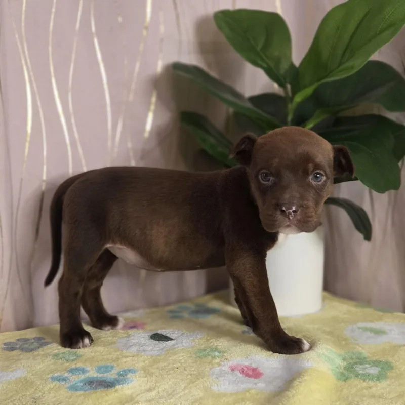 Ghirardeli thumbnail 4