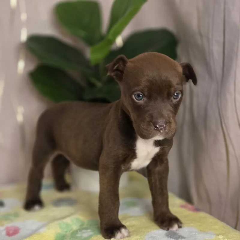 Ghirardeli thumbnail 5