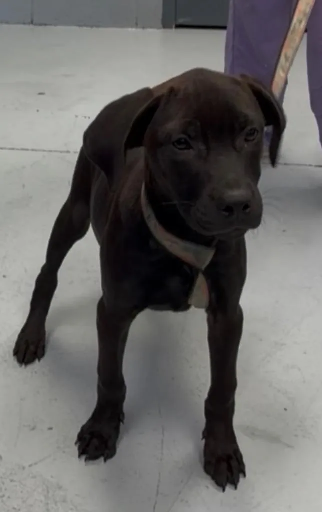 A baby medium-sized female Labrador Retriever dog named Lily for adoption in Greenwood, MS