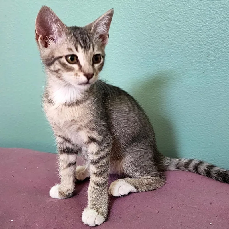 Petey Purree thumbnail 2