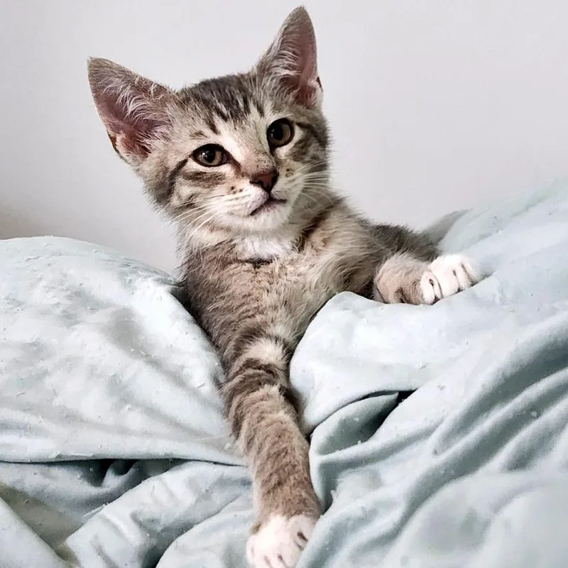 Petey Purree thumbnail 3