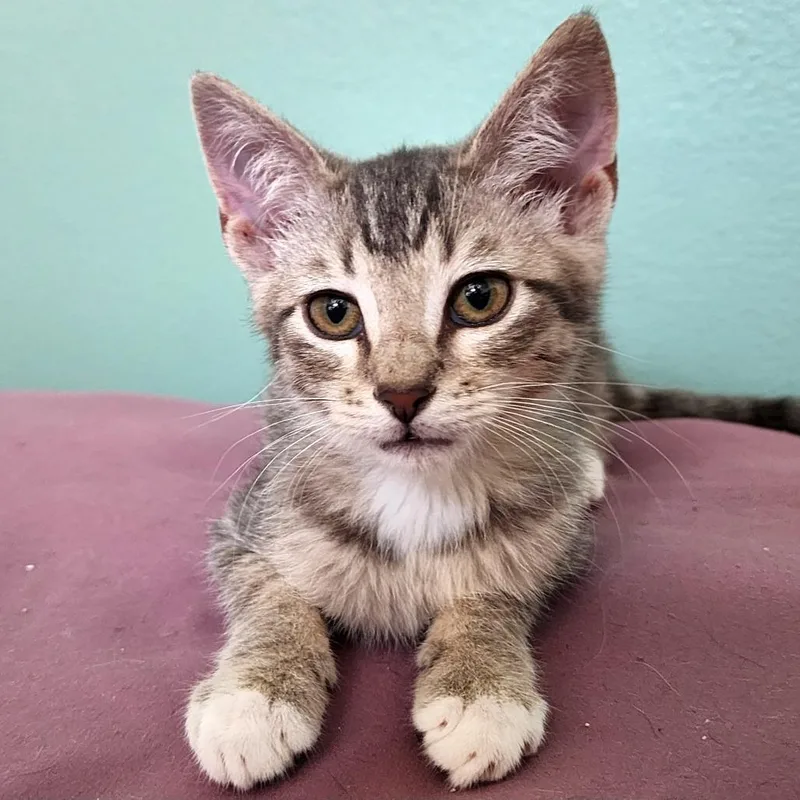 Petey Purree thumbnail 4