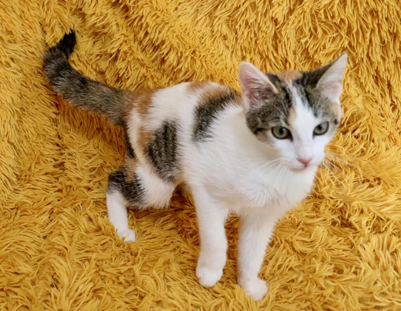 A baby medium-sized female Calico cat named Rosealita for adoption in Saint Augustine, FL