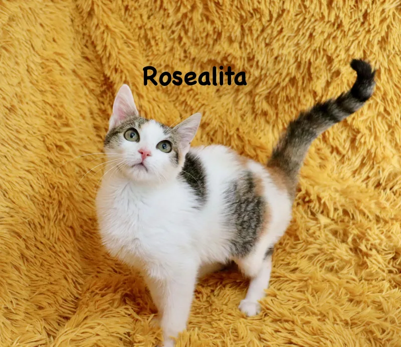 Rosealita thumbnail 2