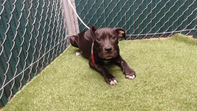 A young small-sized male Pit Bull Terrier dog named Warren for adoption in Downey, CA
