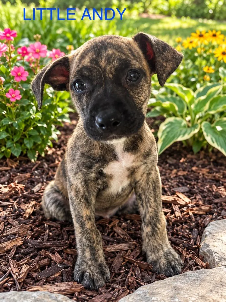 A baby medium-sized male Pit Bull Terrier dog named Little Andy for adoption in Jefferson Hills, PA
