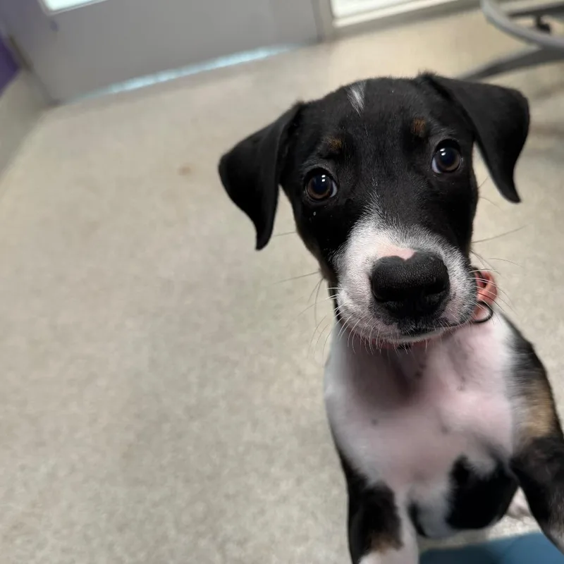 A baby small-sized male Black Mixed Breed dog named Maui for adoption in Englewood, FL