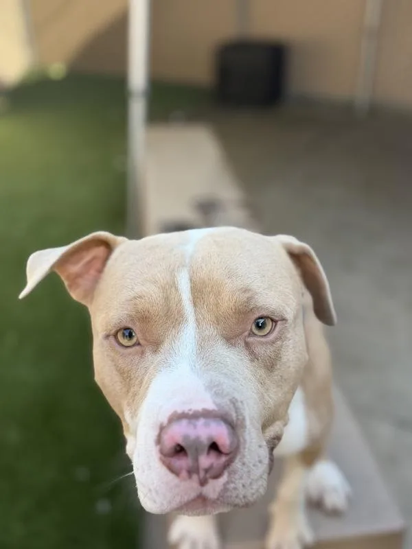 A young medium-sized male Pit Bull Terrier dog named Agouti for adoption in San Diego, CA