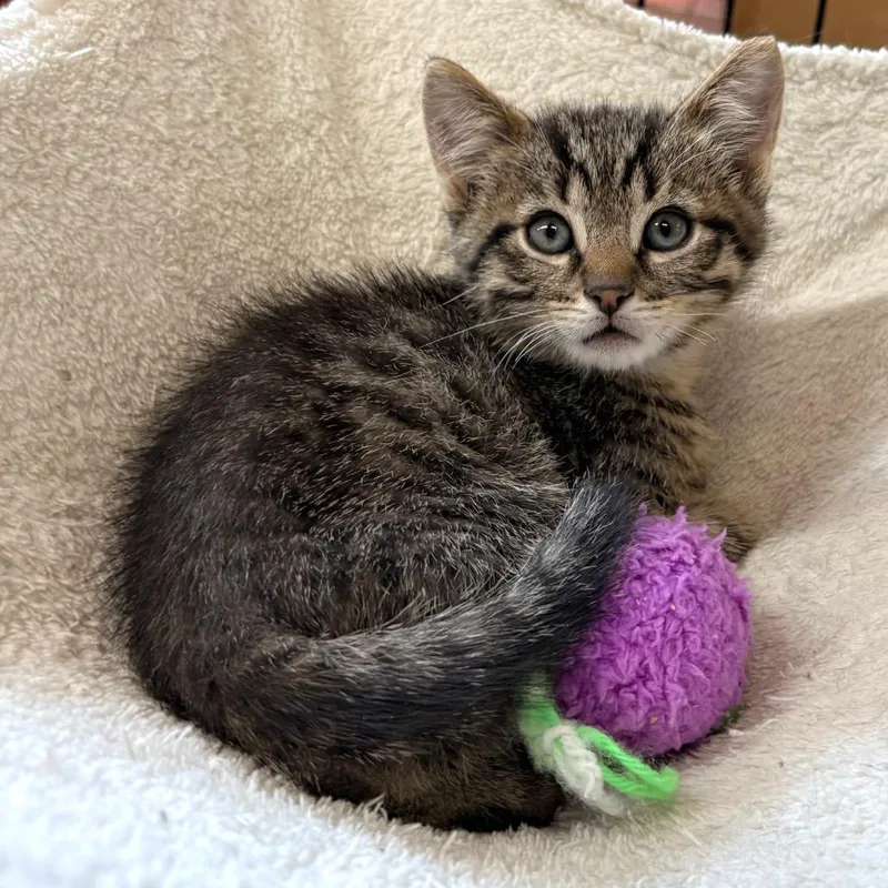 A young medium-sized male Tabby (Brown / Chocolate) Domestic Short Hair cat named Salem for adoption in Blackfoot, ID