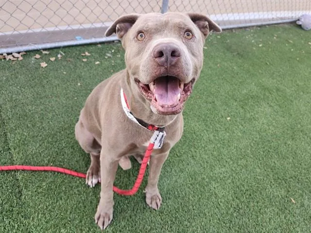 An adult large-sized male Pit Bull Terrier dog named Jackson for adoption in Phoenix, AZ
