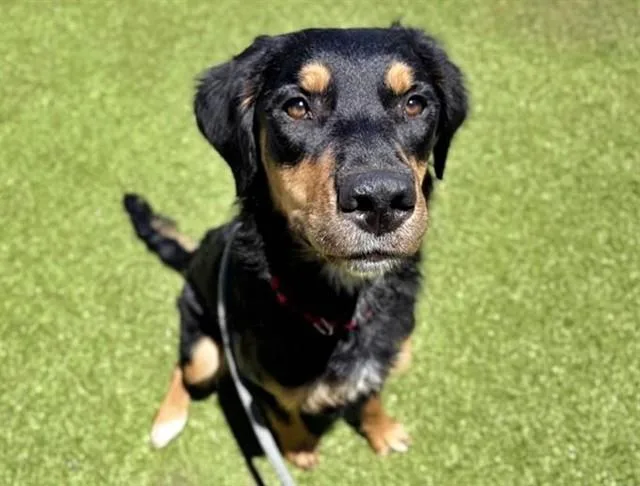 Nova