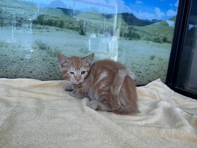 A baby small-sized male Domestic Short Hair cat named Mango for adoption in Van Nuys, CA