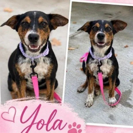 A young medium-sized female Cattle Dog dog named Yola D for adoption in Minnetonka, MN
