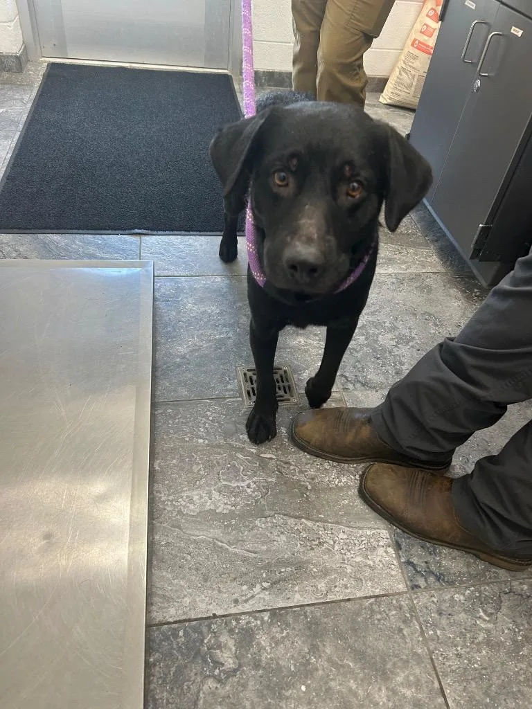 A young large-sized male Labrador Retriever dog named Xavier for adoption in Oxford, NC