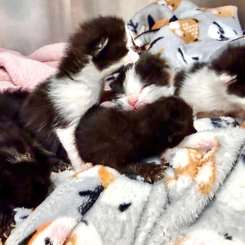 A baby small-sized female Black Domestic Long Hair cat named Pompom for adoption in Tulsa, OK