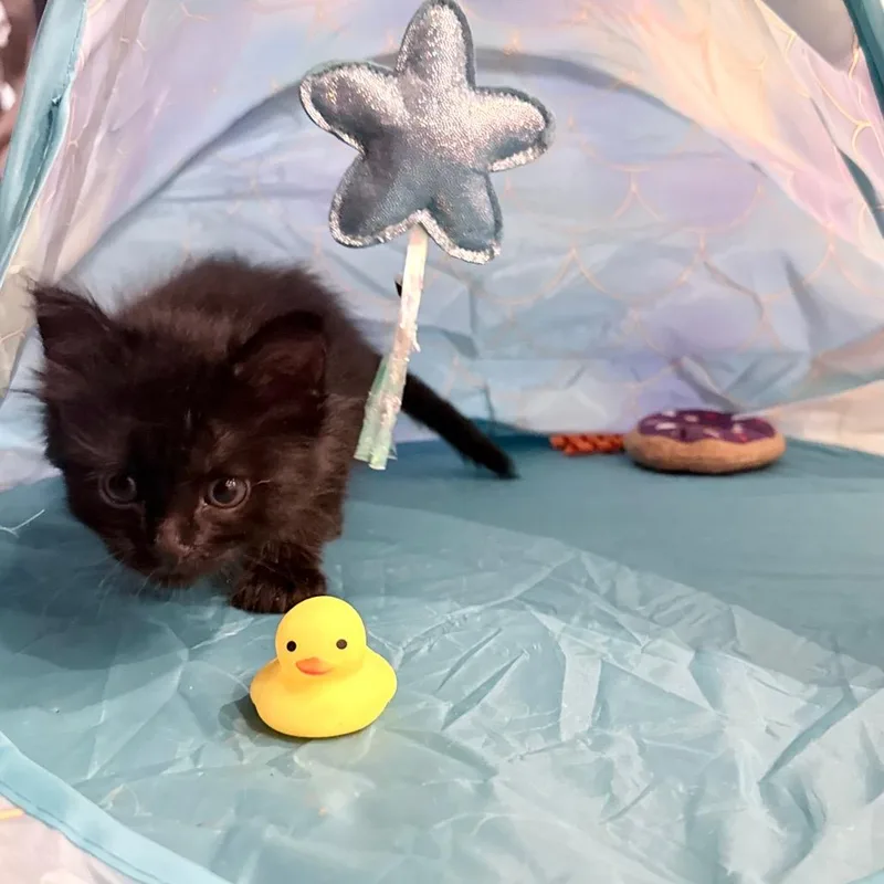 Pompom thumbnail 2