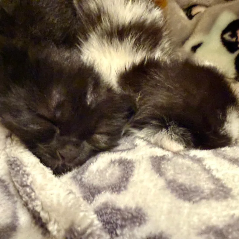 Pompom thumbnail 3