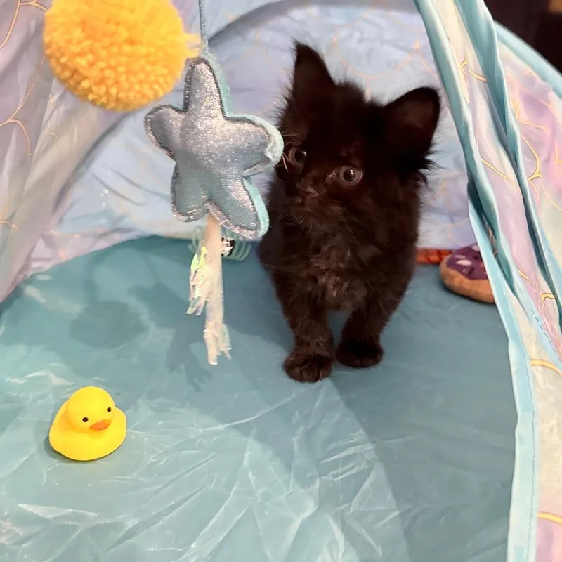 Pompom thumbnail 4
