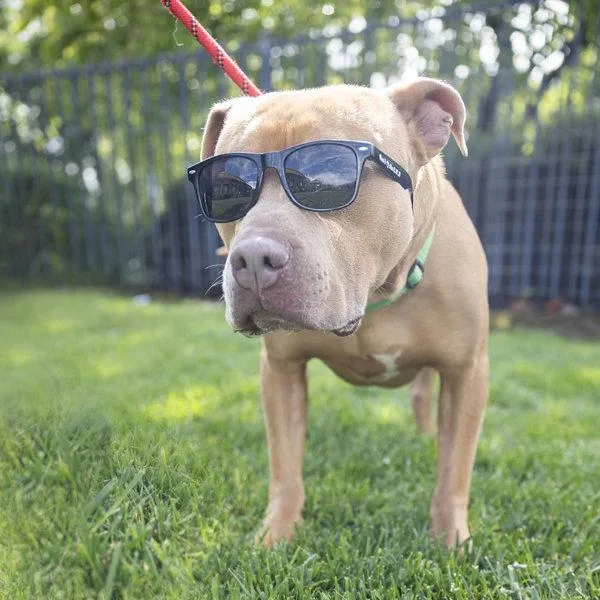 An adult medium-sized male Pit Bull Terrier dog named Praline for adoption in Dublin, CA