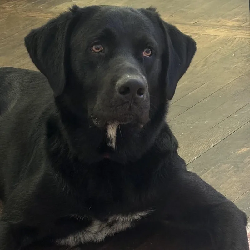An adult large-sized male Black Labrador Retriever dog named Scout for adoption in Montgomery, AL