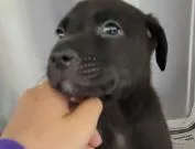 A baby medium-sized male Mixed Breed dog named Noodle for adoption in West Chester, PA