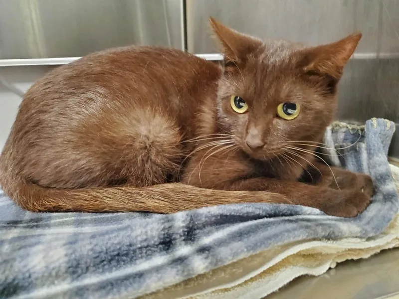 A young small-sized female Domestic Short Hair cat named Truffle for adoption in Grants Pass, OR