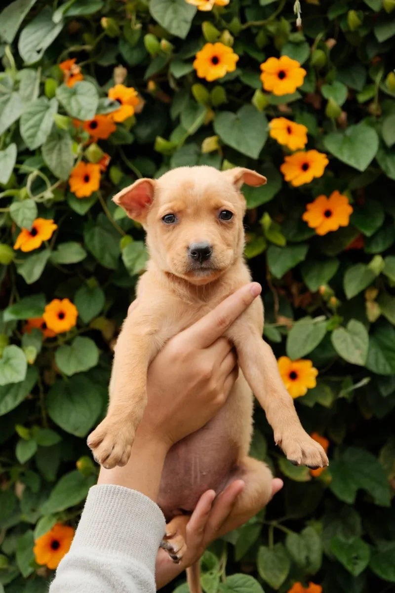 A baby medium-sized female Labrador Retriever dog named Fontina for adoption in San Diego, CA