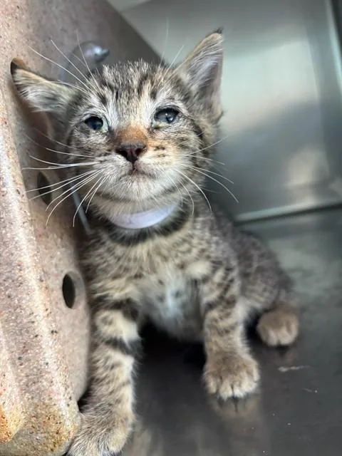 A baby small-sized female Domestic Short Hair cat named A for adoption in Baldwin Park, CA