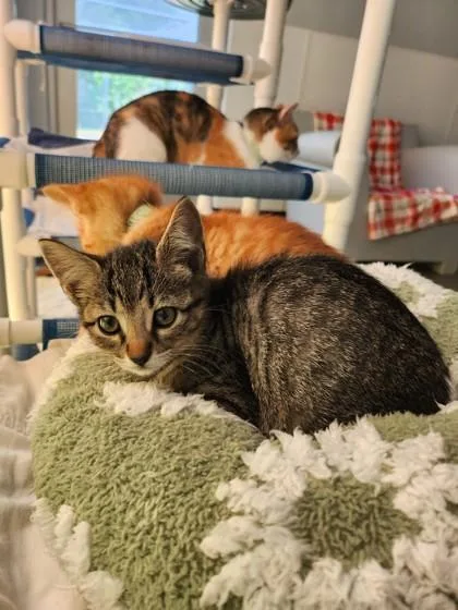 A baby medium-sized female Domestic Short Hair cat named Claudia for adoption in West Chester, PA