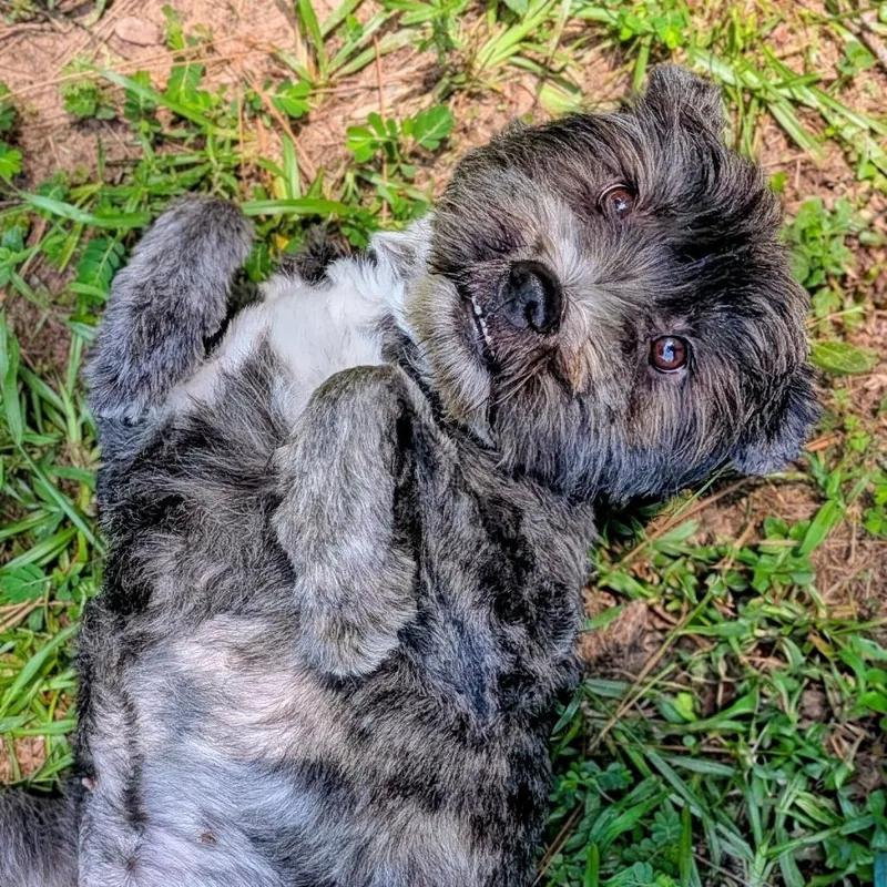 An adult medium-sized female Gray / Blue / Silver Terrier dog named Princess Cadence for adoption in Houston, TX