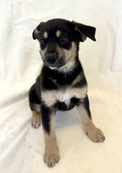 A young large-sized female German Shepherd Dog dog named River for adoption in Buffalo, MN