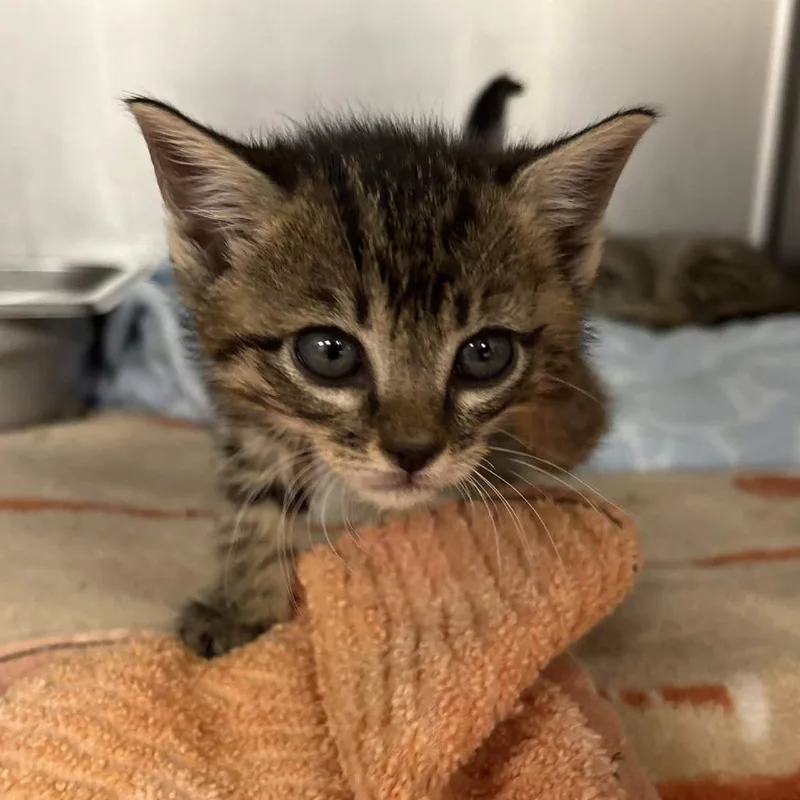 A baby small-sized female Brown / Chocolate Domestic Short Hair cat named Rhea for adoption in Beaumont, TX