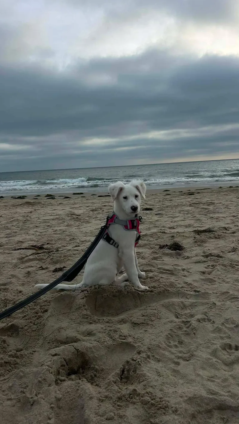 A baby medium-sized female Border Collie dog named Essie for adoption in San Diego, CA