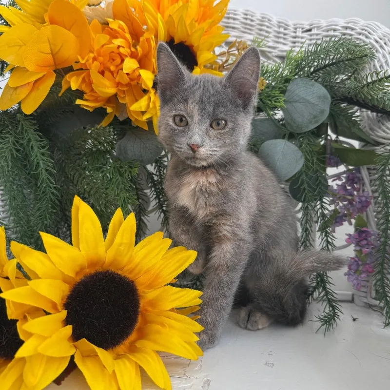 A baby small-sized female Tortoiseshell Domestic Short Hair cat named Never More Shell for adoption in Eaton Rapids, MI