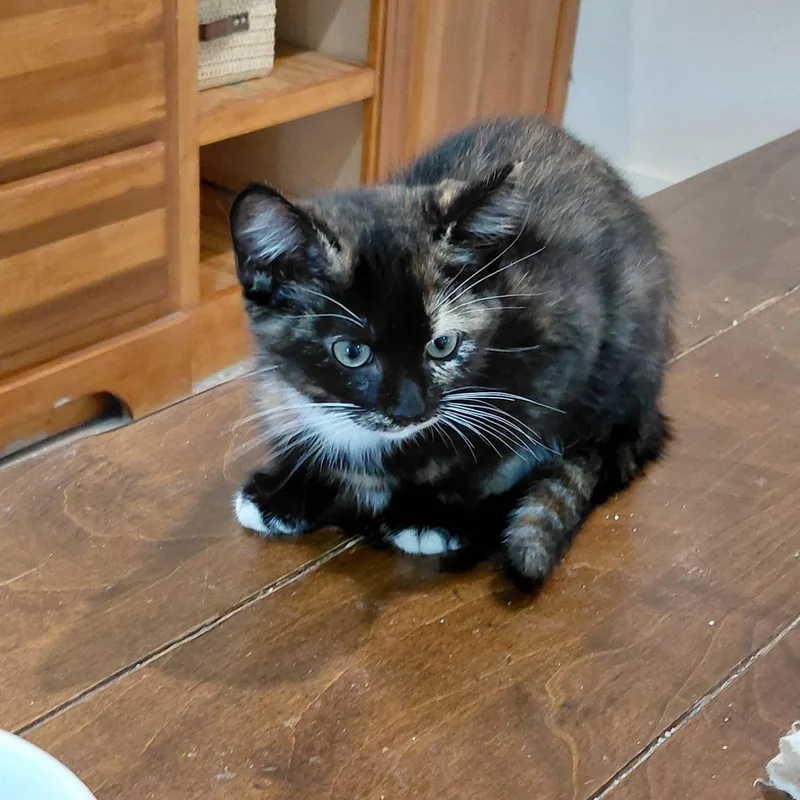 A baby medium-sized female Calico cat named Willa for adoption in Charlotte, NC