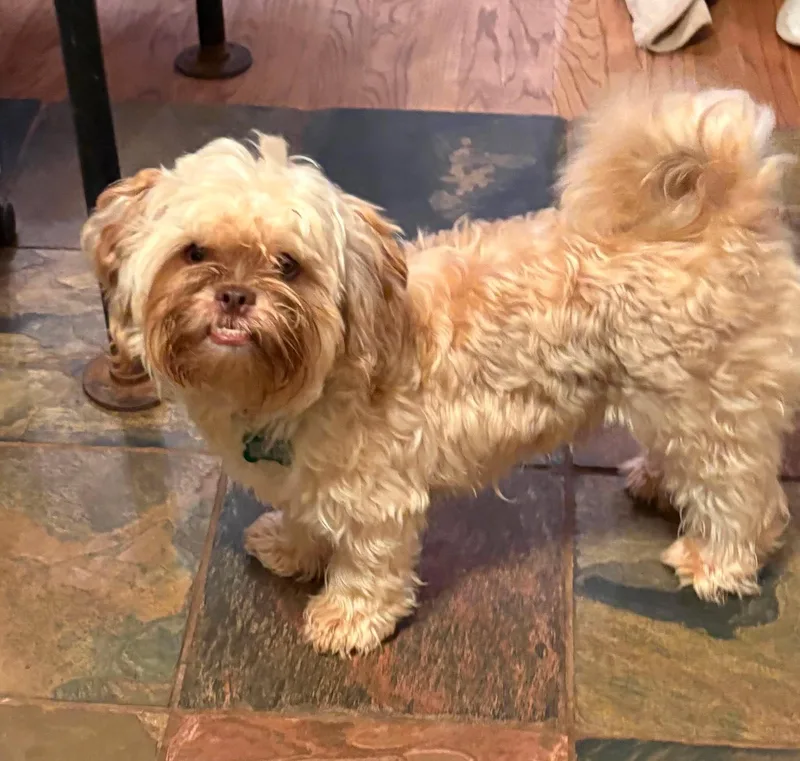 An adult small-sized male White / Cream Shih Tzu dog named Bobby for adoption in East Point, GA