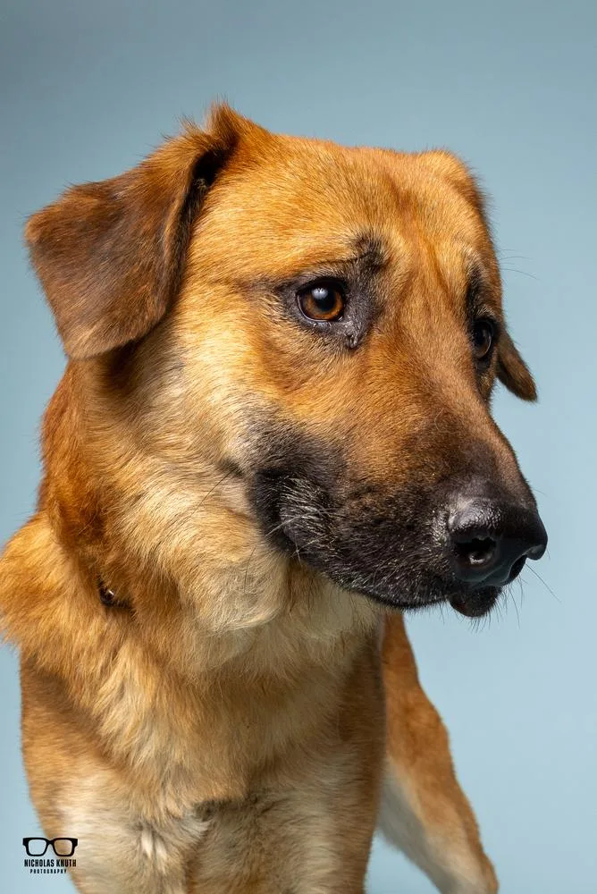 A young large-sized male German Shepherd Dog dog named Thorston for adoption in Palatine, IL