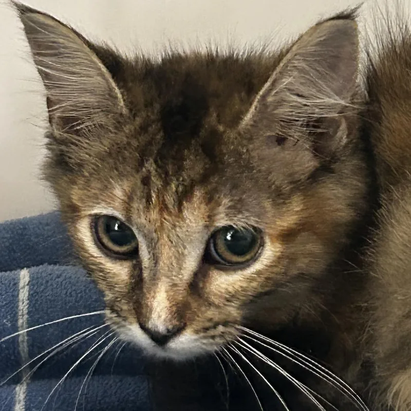 A baby small-sized female Buff / Tan / Fawn Domestic Medium Hair cat named Priya for adoption in Chattanooga, TN