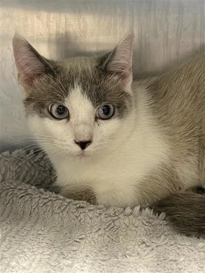 An adult large-sized male Domestic Short Hair cat named Milo for adoption in Largo, FL