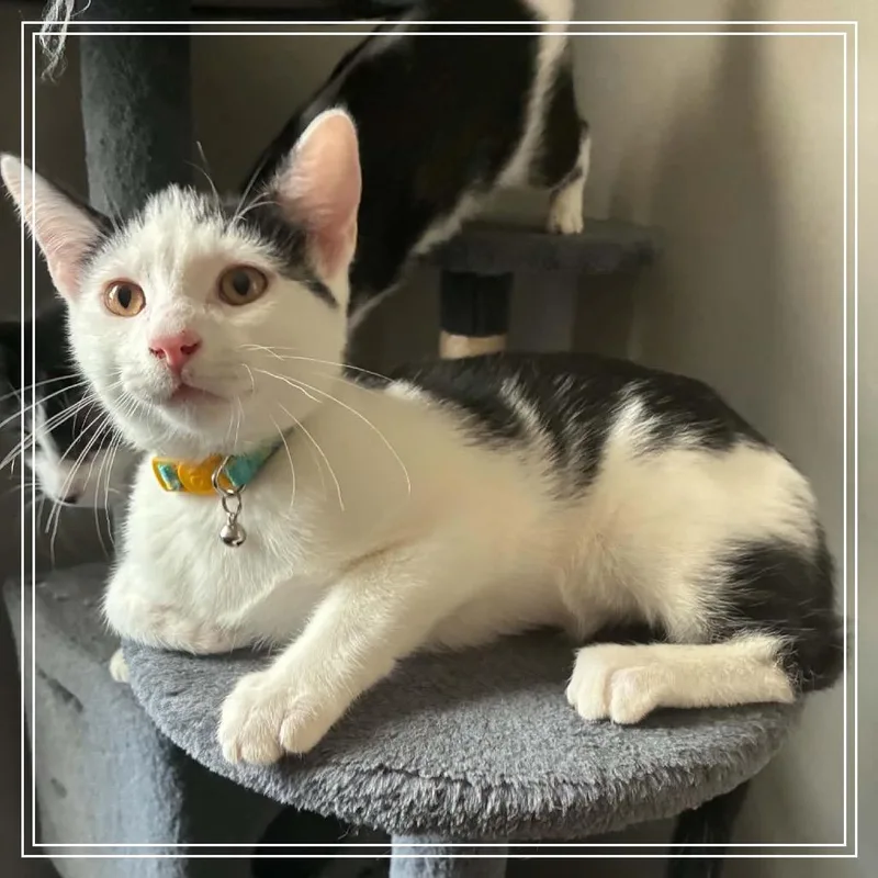 A baby small-sized male Domestic Short Hair cat named Tino for adoption in Monroe, MI