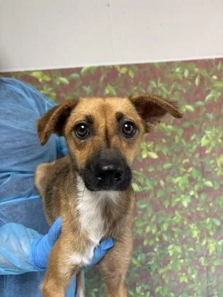 An adult small-sized female Terrier dog named Honey for adoption in San Antonio, TX