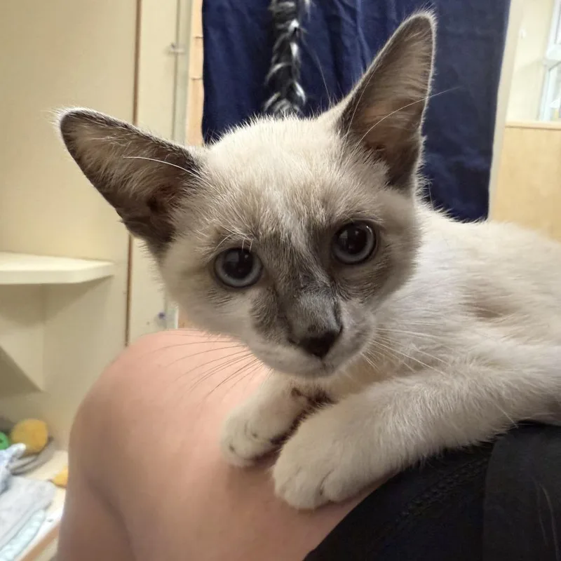 A baby small-sized female Gray / Blue / Silver Domestic Short Hair cat named Snowe for adoption in Wilmington, DE