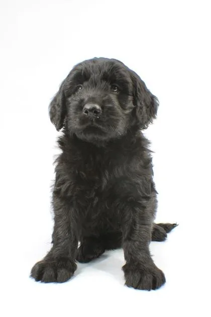 A baby medium-sized male Golden Retriever dog named Harlo for adoption in Morton Grove, IL