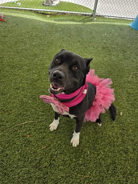An adult medium-sized female Pit Bull Terrier dog named Tuxie for adoption in Downey, CA