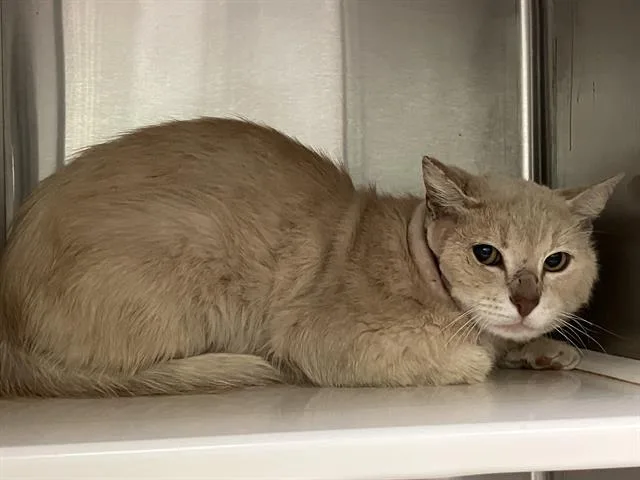 An adult large-sized male Domestic Short Hair cat named Uncle Rick for adoption in Tustin, CA